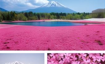 Fuji Sakura House