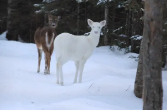 Pet-Friendly Studio With Fireplace And Air-Conditioning