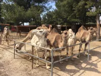 Camping Marina Plage - 3-نجوم