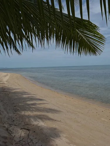 รูปภาพของCoconut Tropicana Villa T5 – 2/3 Bedroom Villa – Beach side