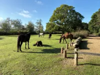 Beautiful holiday home on the outskirts of the New Forest.