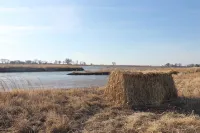 Crane and Nature Lovers Dream - Perfect for Crane Viewing!