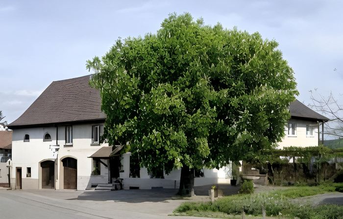 Restaurant-Hotel Maien