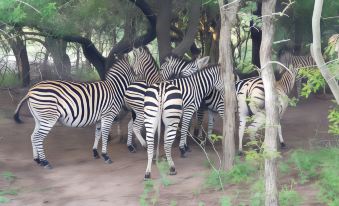 Self Catering Africa Bush Vacation in Marloth Park