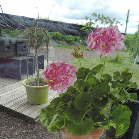 Villa des Hortensias