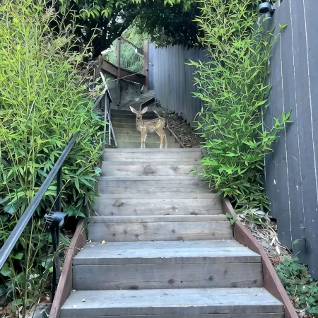 Lovely and Quiet suite with GORGEOUS VIEWS-10 min to Golden Gate Bridge