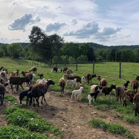 Cozy Farmhouse near Mammoth Cave on 45+ acre animal farm