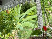 Maison Taina Hotels in Arue