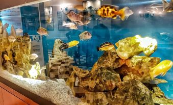a man is standing next to a fish tank filled with various types of fish at Hotel Nazionale
