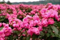 Bloom Farm Campground