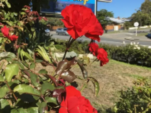 Parklands Motor Lodge Timaru Hotels in Timaru