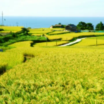 Tango Onsen Hashiudosou