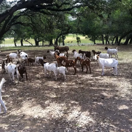 Hansel & Gretel Charming Cabin @ HomeAway Ranch & NoahSanctuary - Pet Friendly!