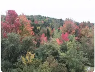 Welcoming 4 bed Loft on Organic Farm--Near MDI & Wilderness - Wifi