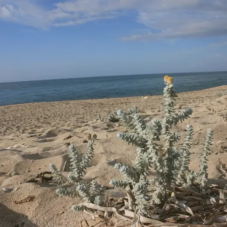 Mare di Ginepri