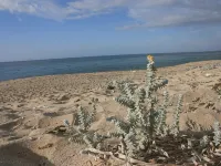Mare Di Ginepri - pet friendly