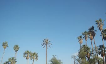 Riad Taroudant Palmiers