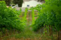 Quinta Dos Vales Wine Estate Hotels in Estombar