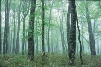 Tsutsuumi Sukuea Pension in the Forest - Homestays