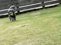 Dogcottageotto Hotel a Sanmu