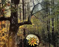 A Great Escape a Cozy 3-bedroom cabin in Mount. Ida close to Lake Ouachita.