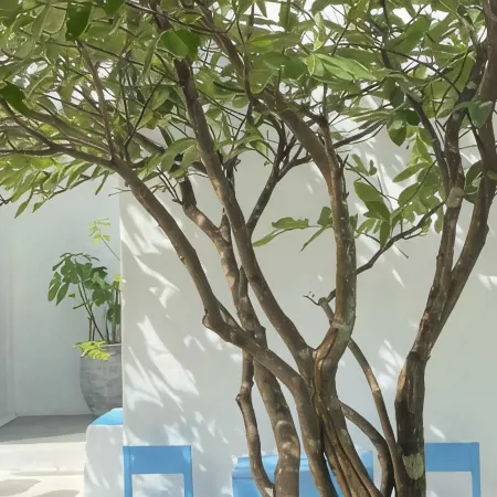 The Oia Pai Resort