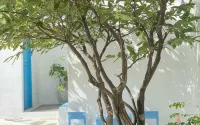 The Oia Pai Resort - Romantic