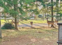 Cozy 3 b/r home w/ quick access to snowmobile trails in the beautiful Northwoods - 3성급