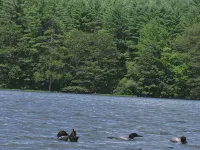 Private and Cozy Cottage, Excellent Fishing And Swimming; Sleeps 6.