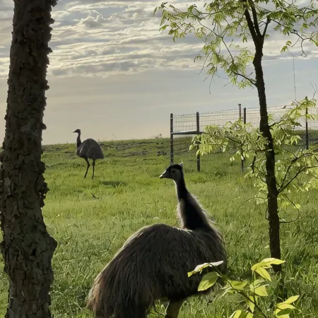 Cuddly Critters Cottage - Alpacas, Goats, Emu's and YOU!