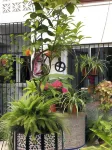 Hostal Mellizo