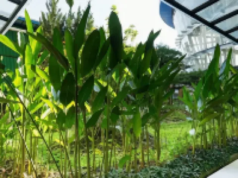 Hotel Asri Plaza Asia Tasikmalaya Hotels in Cihideung