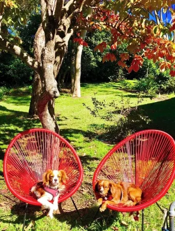 Beautiful renovated pet friendly farmhouse in the rolling green hills of Kiama