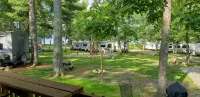 Tiny cabin in towering pines, with lake view. Pets accepted!