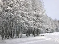 A quaint cottage in the woods. Close to world class ski resort, Sun Valley. - 4-Star
