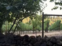 Modern Compound on Private Vineyard, Complete with Guest House - 5 ดาว