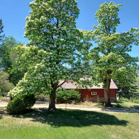 Catalpa Cottage is named after the giant Catalpa trees surrounding the cottage ~