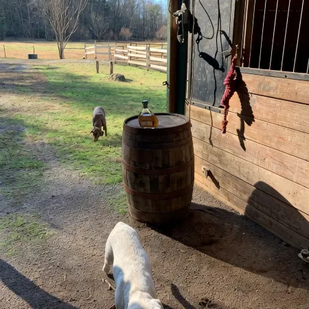 T-Lea Farm your 73 Acre Horse Farm Vaction Retreat in East Tennessee