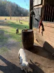 T-Lea Farm your 73 Acre Horse Farm Vaction Retreat in East Tennessee - 3 tähden