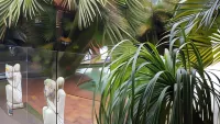 Ballina Palms Boutique Motel Hotels in East Ballina