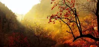 Yunheju Hotel - Mountain view