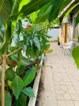 Plateau Guest House