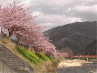 Pension Kawazunosato with Cats