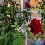 Anli Guest House