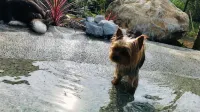 Moon Rivage Dog Resort Amagodaira - 2つ星