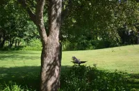 Quiet Neighborhood, For Bird Lovers