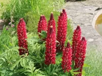 Mortimer Trail B and B