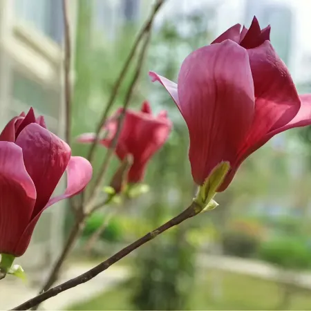 JIAO ZUO STATE GUESTHOUSE