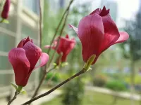 JIAO ZUO STATE GUESTHOUSE