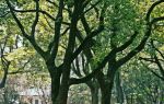 Fuxingdao Park